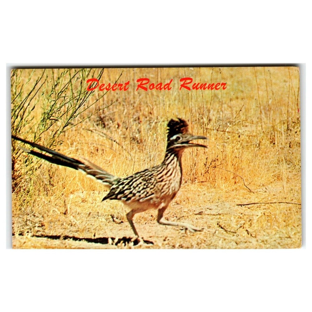 Vintage Desert Road Runner Postcard Phoenix Arizona Petley Studios Ken Frye